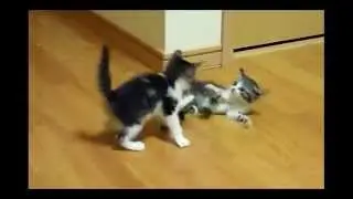 Играющие кошки / Playing cats