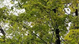 моя твоя не пониме.  мысли в слух. Харьков ❤️ погода природа