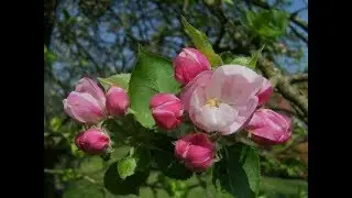 Apple Tree Grafting (Part 2) - When Should I Graft?