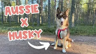 AUSSIE SIBERIAN Owner's Guide | Australian Shepherd Husky Mix Breed