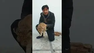lion cub for our mini zoo vlogs 