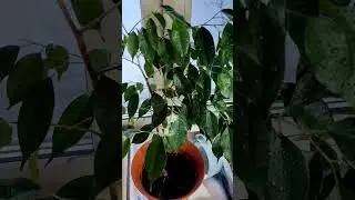 1 tablet from a pharmacy per liter of water saves indoor flowers from yellowing leaves