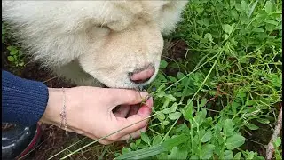 Почему у чау-чау Фиолетовый язык? Раскрыт секрет..