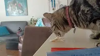 Lunch with my cat