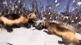 Саскылах - край, где не восходит солнце!