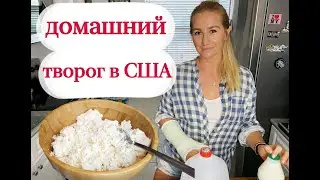USA. Homemade cottage cheese.