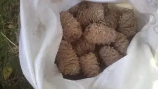 Смотреть всем! Сбор шишки.