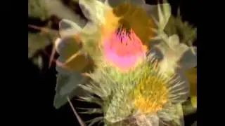 Тыуған көн - гр. Шихан