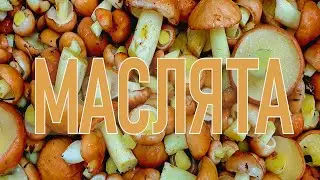 МАСЛЯТА в КОРЯЖНИКЕ 🍄🍄🍄 Начало суперпупперэкстра грибного сезона!