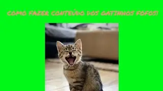 COMO FAZER VIDEO DOS GATINHOS FOFOS QUE APARECEM NOS SHORTS!