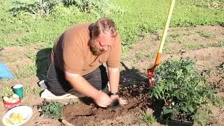 How to plant tomato seedlings in the ground