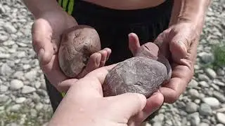 Выехали на прогулку на реку Томь. #лето,#природа,#хаски.