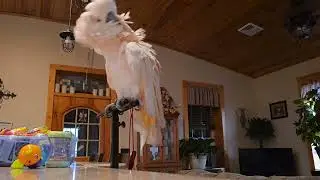 Crazy Cockatoo After His Shower 🚿