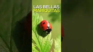 Las CONTROLADORAS DE PLAGAS: MARIQUITAS. #animales #curiosidades #mariquita #catarina #insectos