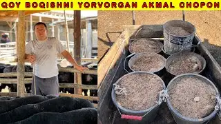 Siz kutgan AKMAL CHOPON qoylari KORIB MAZZA QILING
