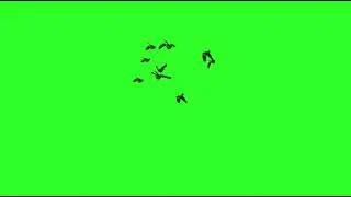 Birds Flying Green Screen Video - BIRDS - NO COPYRIGHT