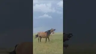 Мугалжар жылкысы #horse #mz #animals #reels #shorts #short