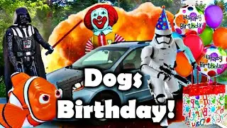 DVAD: Dogs Birthday!