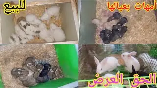 ارانب للبيع أمهات بعيالها وعشار الحق العرض قبل ما تخلص الكميه