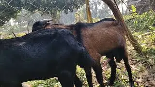 Goat breeding time