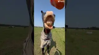 What is your horses favorite treat? || #equestrian #horse #TGH #carrots #pony #horseriding #tricks