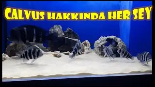 Calvus Hakkında Her Şey