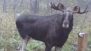 🦌 последние дни сентября на #солонце, #лосьнареву. Звуки как манить лося.