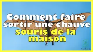 Comment faire sortir une chauve souris de la maison