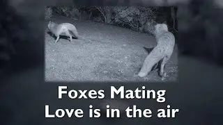 Love is in the air