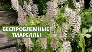За что я люблю тиареллы