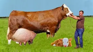 Top 4 highest milking cows in Pakistan☀️pure sahiwal cow☀️red sindi☀️cholistani☀️thari☀️gir gay
