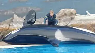 Orkid [belly rub]