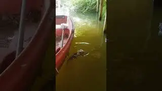 Where's Lord Trout?