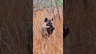 SPOTTED HYENA with CATCH, Kruger National Park, South Africa #nature #shorts