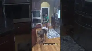 Doberman scared of a mop!🤣