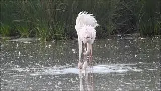 Flamingo dance S'Albufera 2024