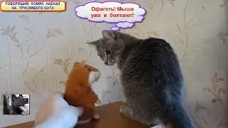 Хомяк повторюшка пристыдил кота. Смешные приколы с животными, хомяк разговаривает с котом