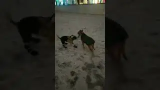 Марта перетяжка игрушки.