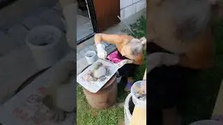Жаба Клава из цемента. Лягушка своими руками. Садовая фигура 