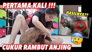 VLOG - PERTAMA KALI AKU CUKUR BULU ANJINGKU SENDIRI !! BERHASILKAH ?!?