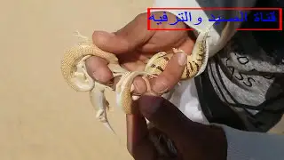 Scincus /  Thickness of the sand