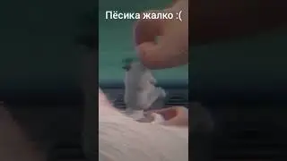 Пёсик был съеден домовёнком Бубой #shorts #буба