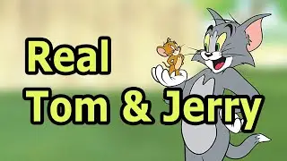 Tom & Jerry | Stay Fighting! |