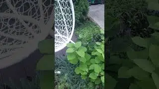 клумбу пропалываю и рассуждаю #садиогород #татарскаяусадьба #алтан