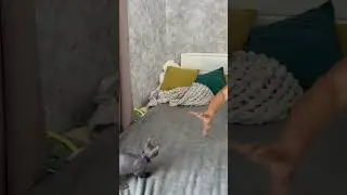 Мой новый друг. Сфинкс Зевс. Сфинкс попрыгунчик