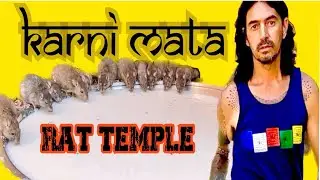I FACED MY FEAR of RATS at INDIA's HOLY RAT TEMPLE! (Karni Mata Temple - Ep. 7) 🇮🇳