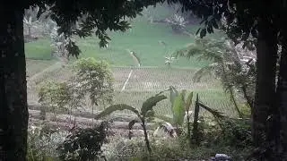 Alhamdulilah tanaman singkong sudah mulai ada daunnya