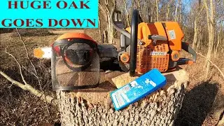 falling massive oak tree with neotec ns892 stihl clone