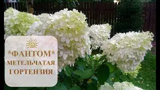 ГОРТЕНЗИЯ МЕТЕЛЬЧАТАЯ 