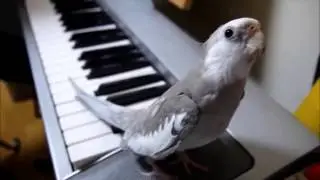 попугаи смешно поют